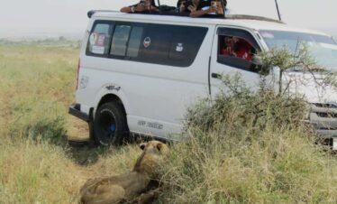 Private Half-Day Safari in Nairobi National Park – Wildlife Close to the City