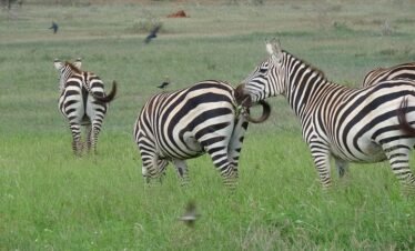 Tsavo East National Park Overnight Safari with 2 Game Drives