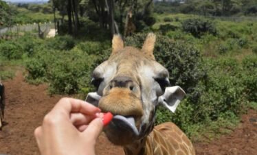 Nairobi: Giraffe Centre Guided Tour with Hotel Pickup