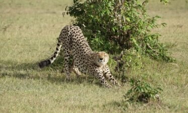 Immersive 3-Day Maasai Mara Safari – Lions, Elephants & Giraffes