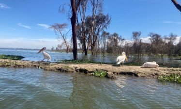 Rift Valley Signature Tour: Hell’s Gate Wildlife & Lake Naivasha Cruise