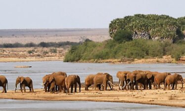 Tsavo West National Park Day Trip from Nairobi