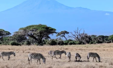 Nairobi: Amboseli National Park 2-Day Safari with 1 Game Drive