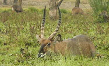 Tsavo East & Amboseli National Park 3-Day Safari Tour